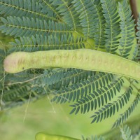 Leucaena leucocephala (Lam.) de Wit